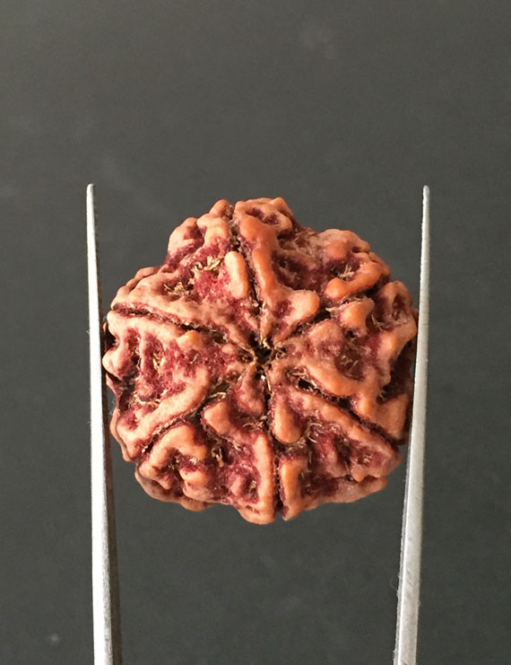 6 Mukhi Nepali Certified Rudraksha Size- 26mm